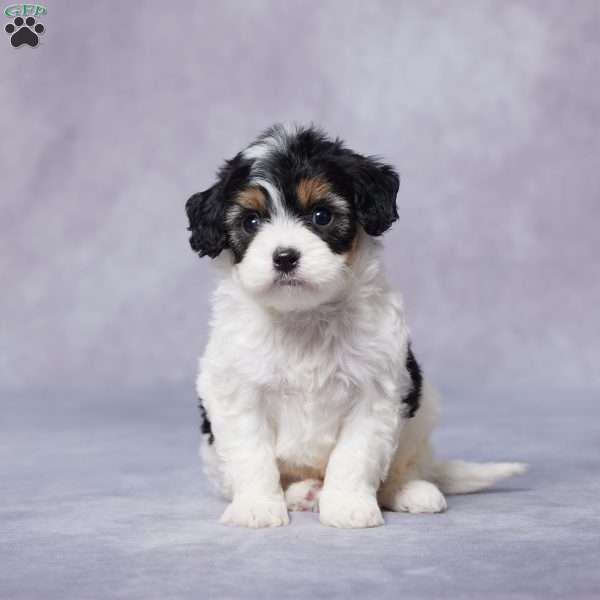 Fred, Cavapoo Puppy